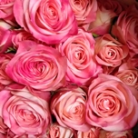 BS Pink Cream Roses Branchues d'Equateur Ethiflora
